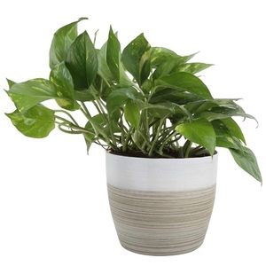 Meet your Posher, Michaelle